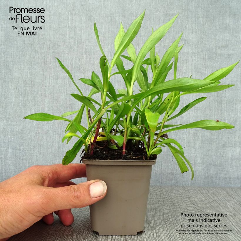 Exemplar von Aster novi-belgii Patricia Ballard - Glattblatt-Aster Kleine Töpfe von 8/9 cm wie im Frühjahr geliefert