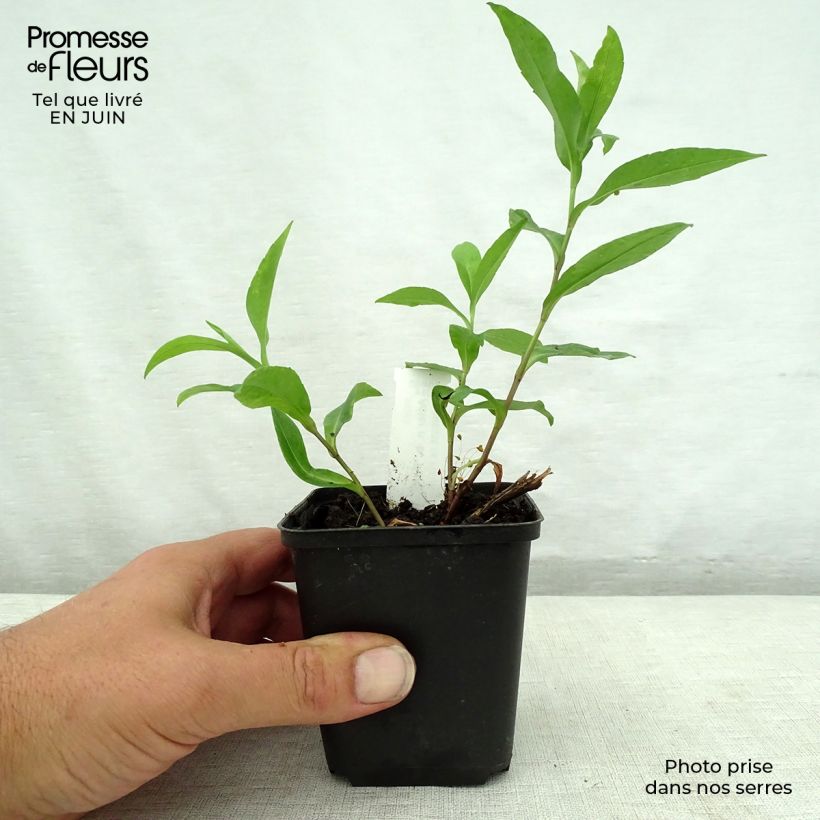 Exemplar von Aster novi-belgii Porzellan - Glattblatt-Aster Kleine Töpfe von 8/9 cm wie im Sommer geliefert