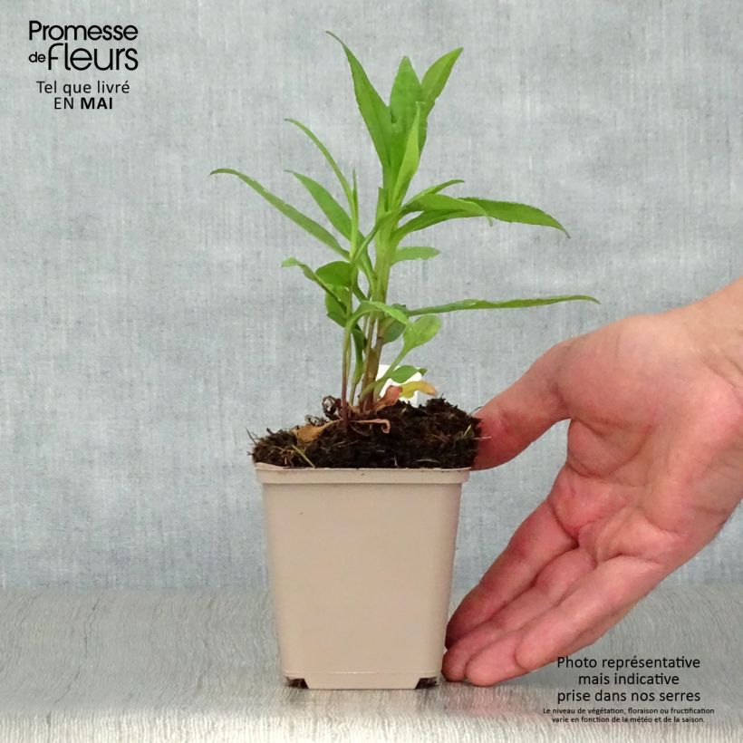 Example of Aster novi-belgii Porzellan - Glattblatt-Aster Kleine Töpfe von 8/9 cm as you get in printemps