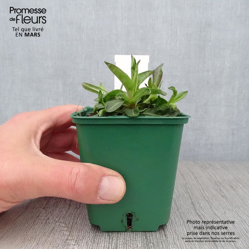 Exemplar von Aster novi-belgii Reitlingstal - Glattblatt-Aster Kleine Töpfe von 8/9 cm wie im Frühjahr geliefert