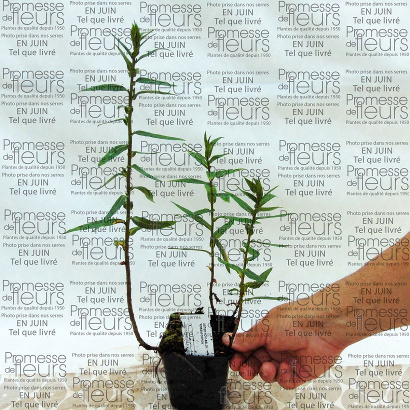 Beispiel eines Exemplars von Aster novi-belgii Rosenponpon - Glattblatt-Aster Kleine Töpfe von 8/9 cm wie geliefert