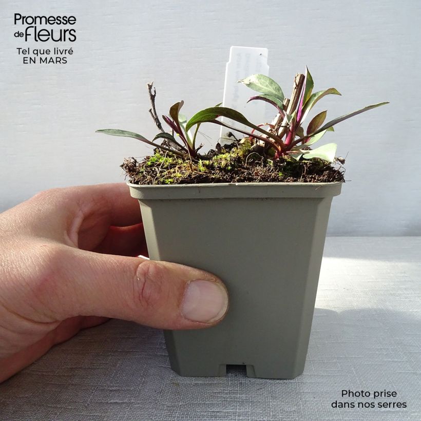 Example of Aster novi-belgii Schone von Dietlikon - Glattblatt-Aster Kleine Töpfe von 8/9 cm as you get in printemps