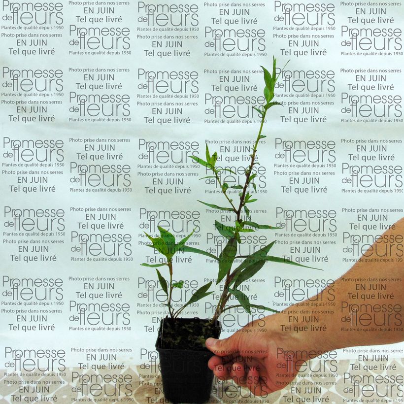 Beispiel eines Exemplars von Aster novi-belgii Weisses Wunder - Glattblatt-Aster Kleine Töpfe von 8/9 cm wie geliefert