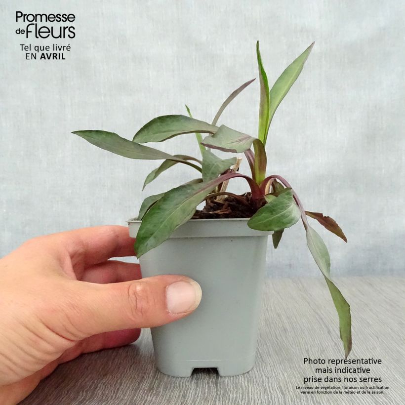 Example of Aster novi-belgii White Lady - Glattblatt-Aster Kleine Töpfe von 8/9 cm as you get in printemps