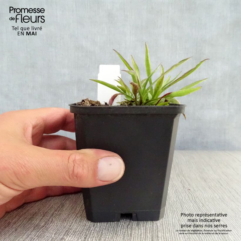 Example of Aster novi-belgii Winston S. Churchill - Glattblatt-Aster Kleine Töpfe von 8/9 cm as you get in printemps