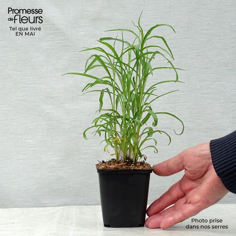 Example of Aster ericoides pringlei Monte Cassino - Myrten Aster Kleine Töpfe von 8/9 cm as you get in printemps