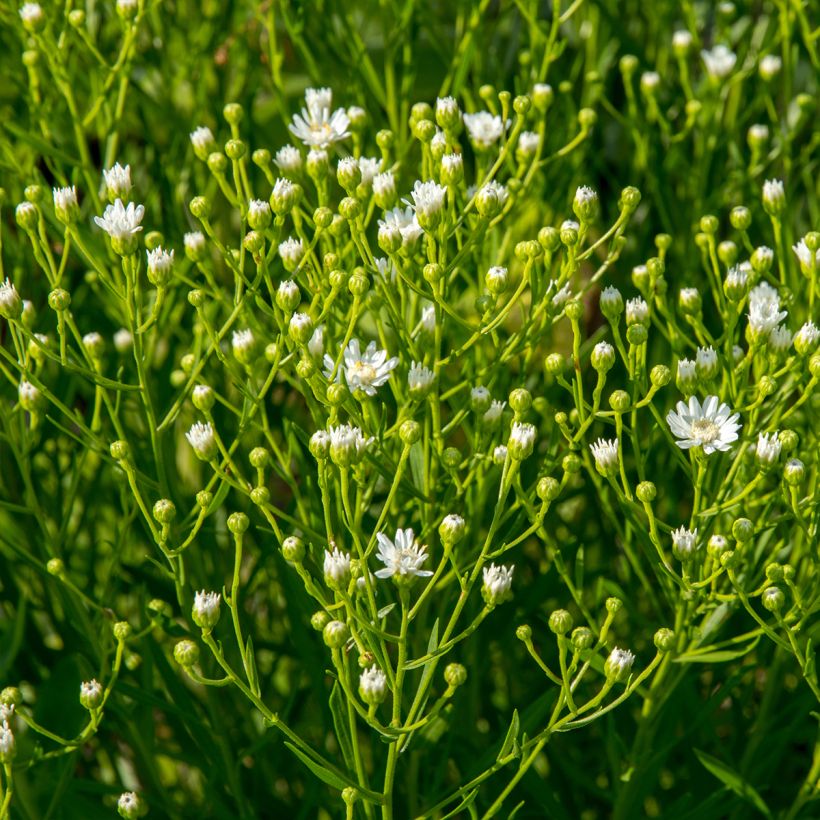 Aster ptarmicoïdes (Wuchs)