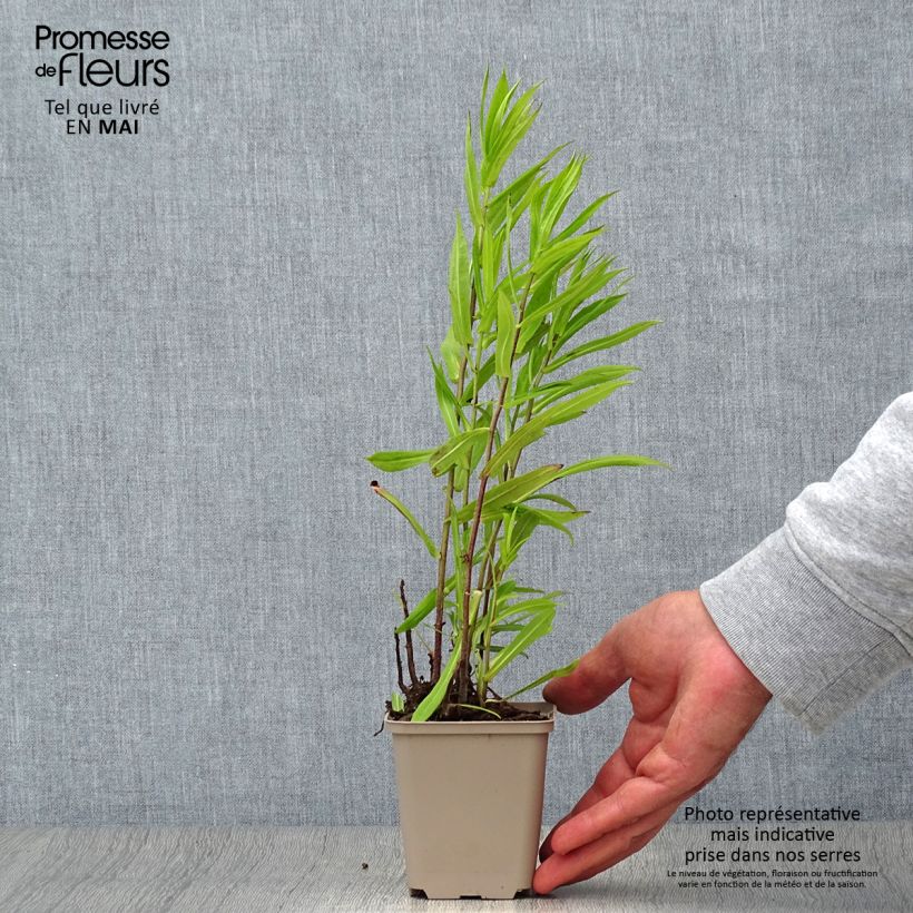 Exemplar von Aster puniceus Kleine Töpfe von 8/9 cm wie im Frühjahr geliefert