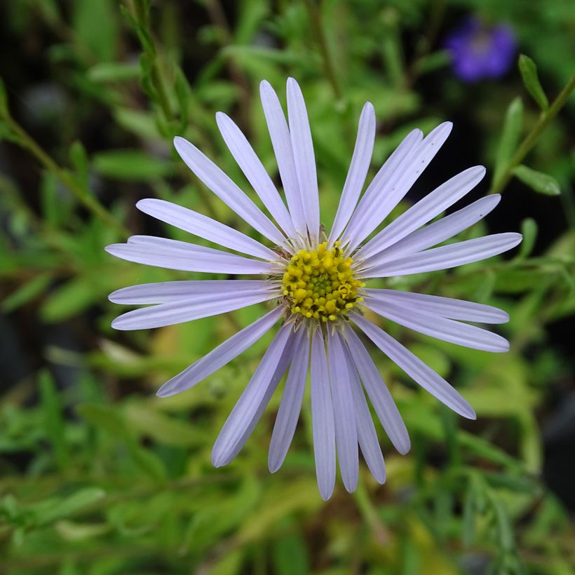 Aster pyrenaeus Lutetia - Pyrenäen-Aster (Flowering)