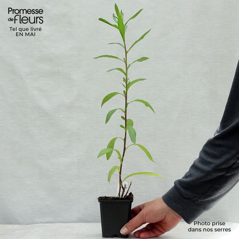 Example of Aster pyrenaeus Lutetia - Pyrenäen-Aster Kleine Töpfe von 8/9 cm as you get in printemps