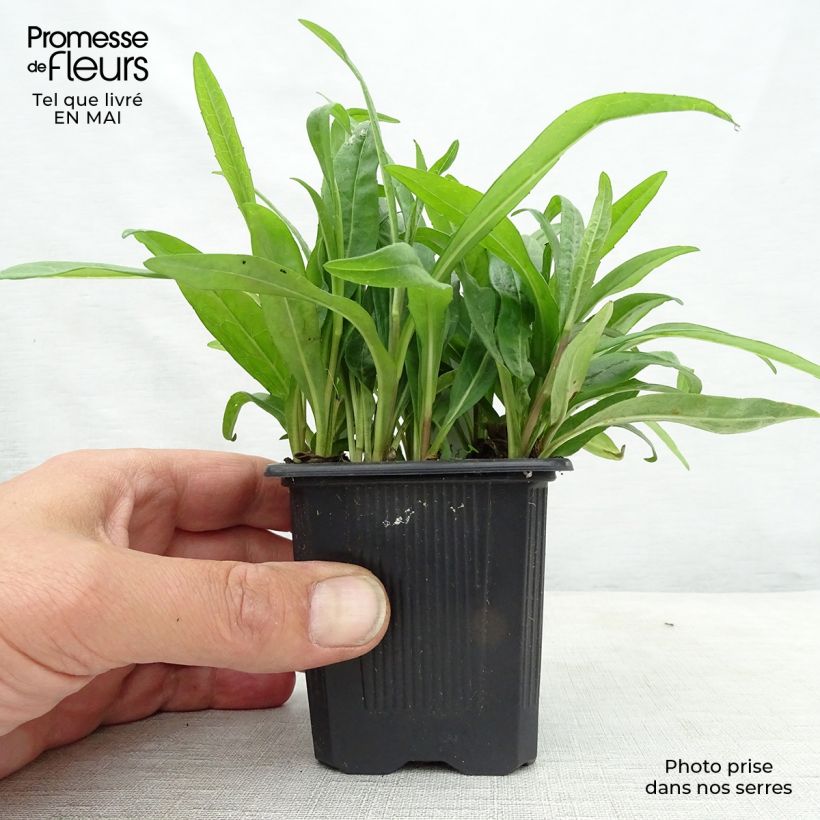 Example of Aster rugulosus Asrugo Kleine Töpfe von 8/9 cm as you get in printemps