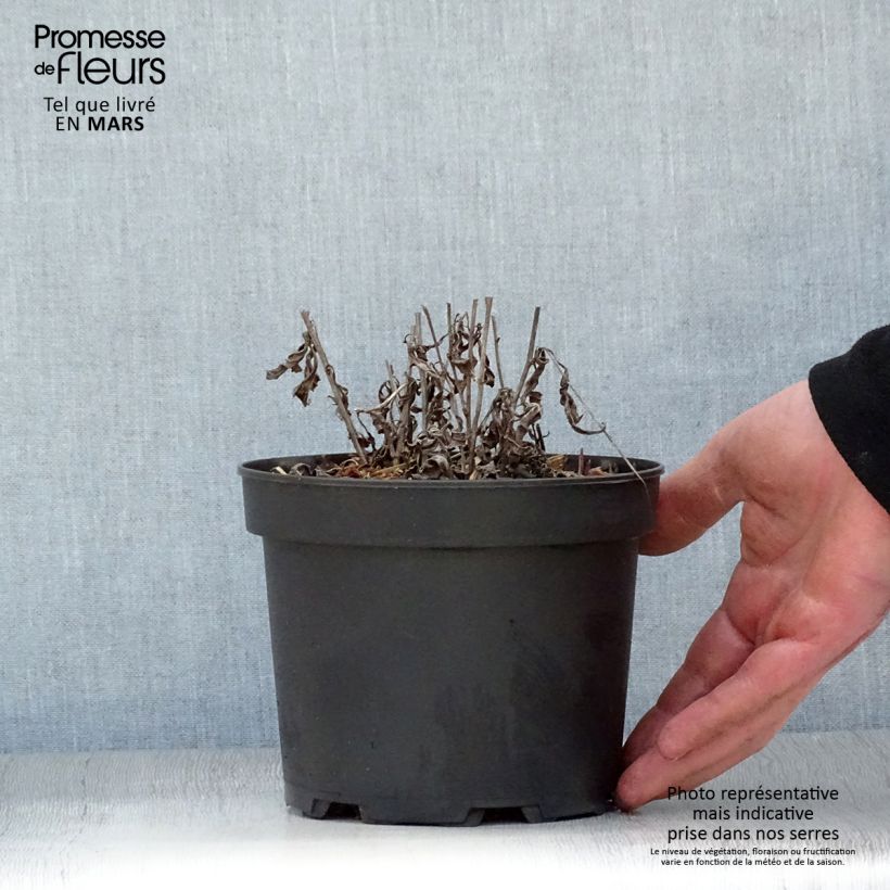 Example of Aster rugulosus Asrugo Topf mit 2L/3L as you get in printemps