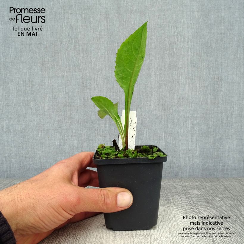 Example of Aster tataricus Jindai Kleine Töpfe von 8/9 cm as you get in printemps