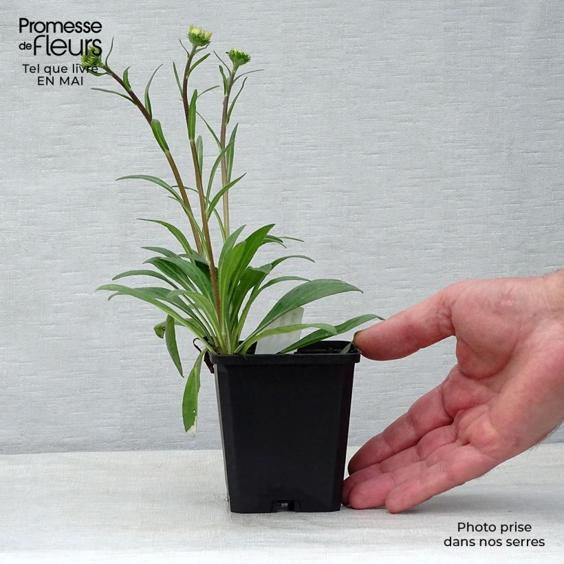 Exemplar von Aster tongolensis Berggarten - Frühlings-Aster Kleine Töpfe von 8/9 cm wie im Frühjahr geliefert