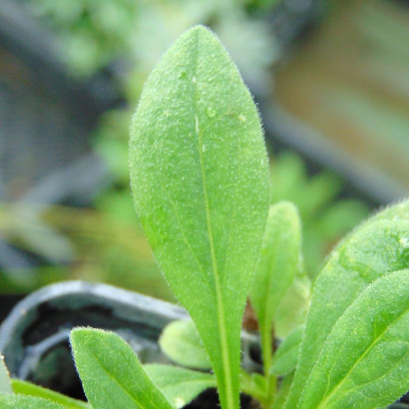 Aster tongolensis Wartburgstern - Frühlings-Aster (Foliage)