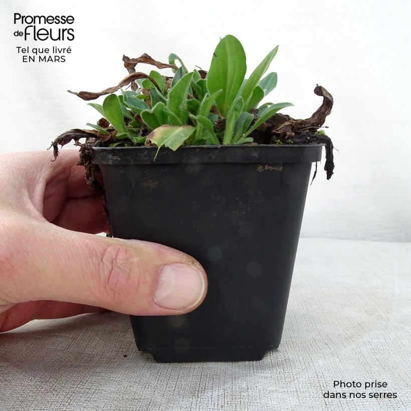 Example of Aster tongolensis Wartburgstern - Frühlings-Aster Kleine Töpfe von 8/9 cm as you get in printemps