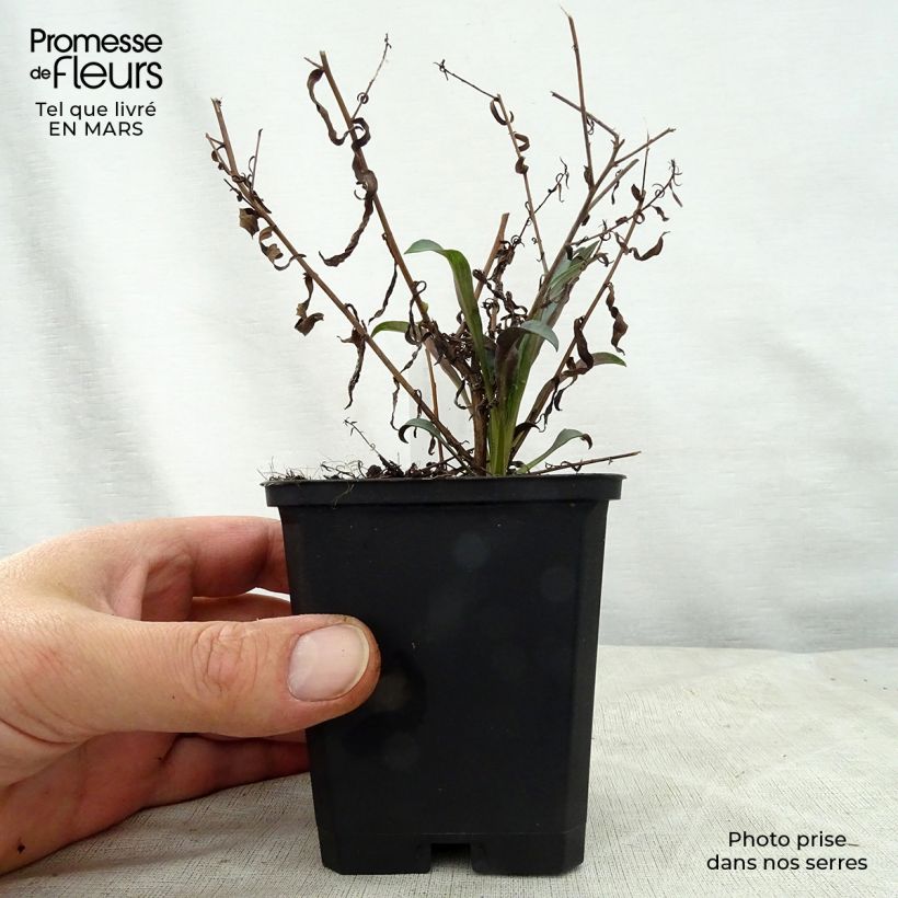 Example of Aster turbinellus - Prärie-Aster Kleine Töpfe von 8/9 cm as you get in printemps