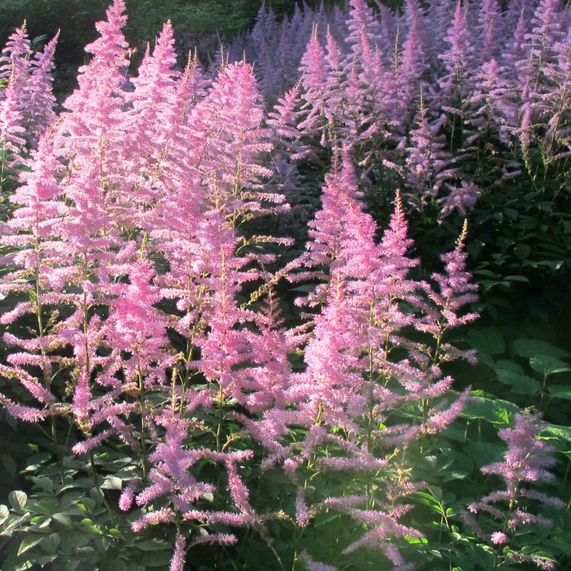 Astilbe Astilbe Amerika - Prachtspiere (Wuchs)