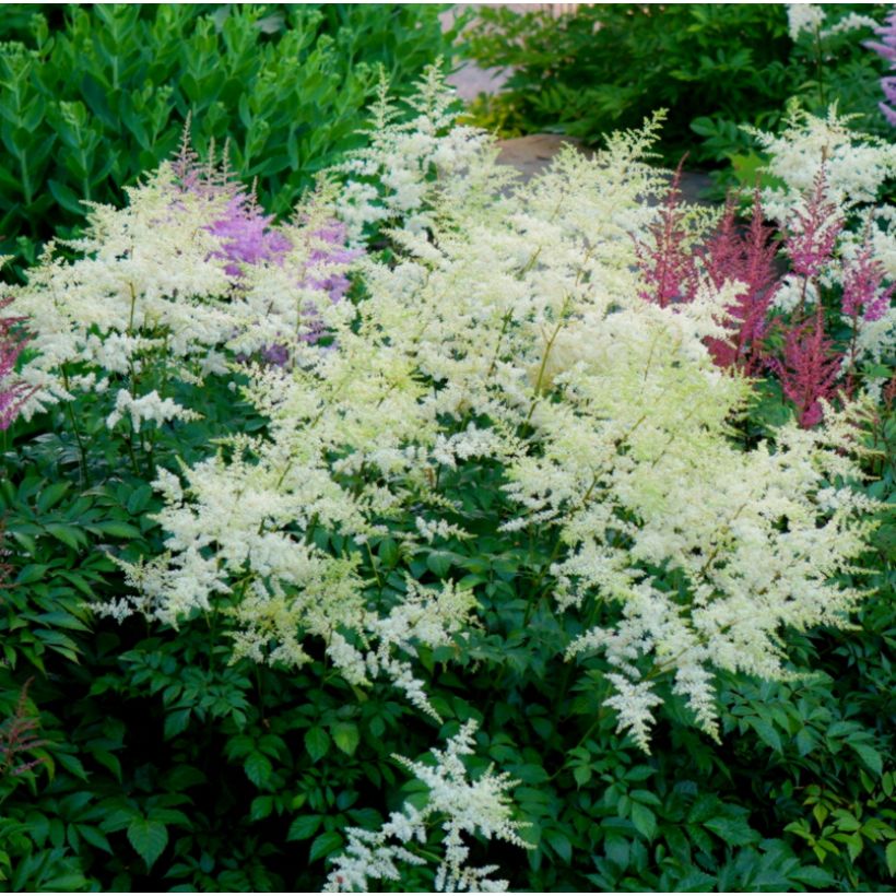 Astilbe Avalanche - Prachtspiere (Wuchs)