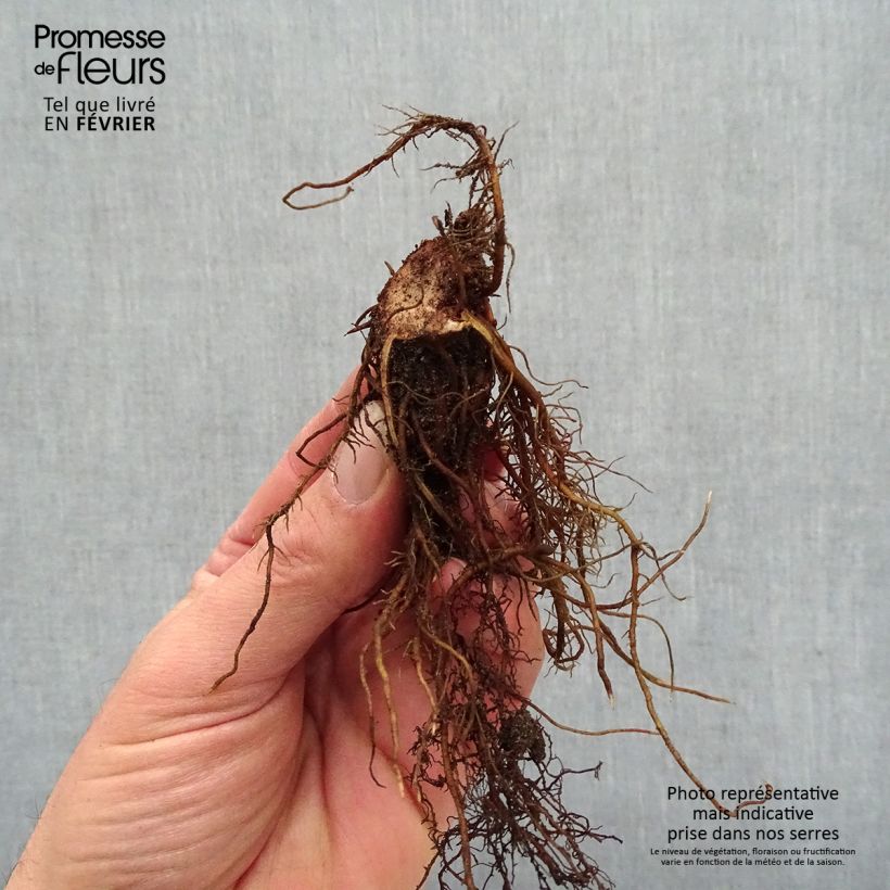 Exemplar von Astilbe Chocolate Shogun - Prachtspiere Wurzelnackt wie im Winter geliefert