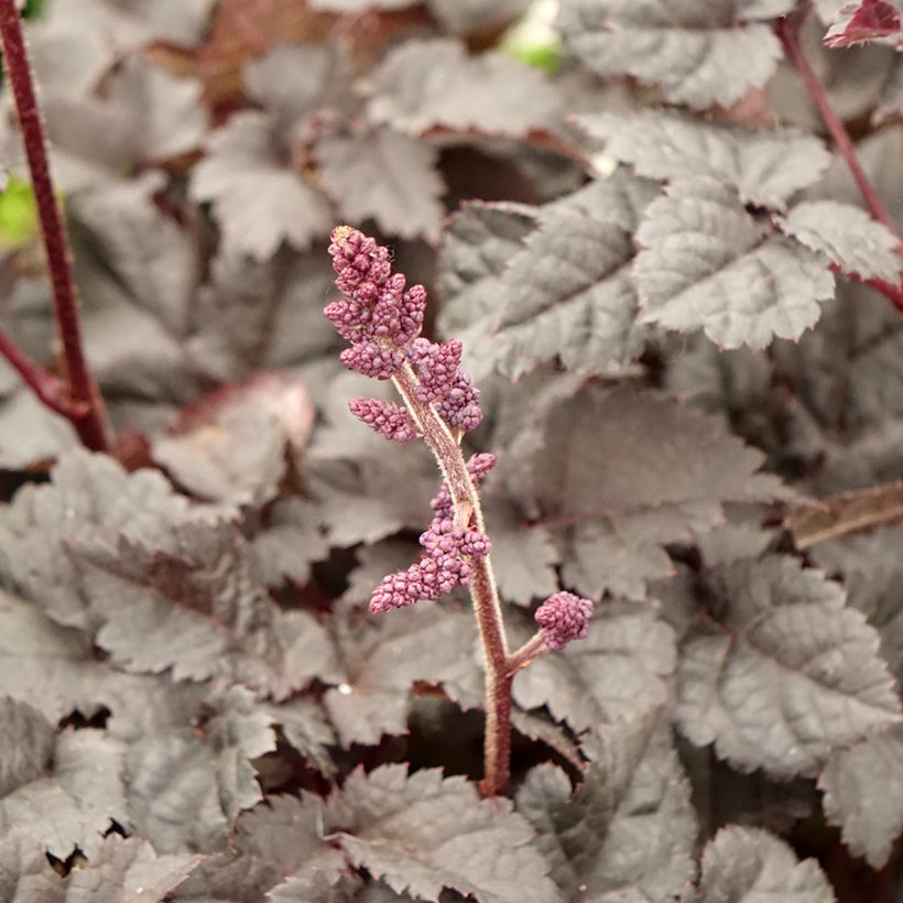Astilbe chinensis Darkside Of The Moon - Prachtspiere (Flowering)