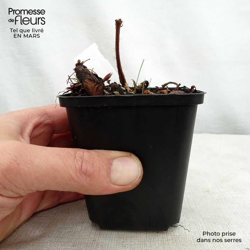 Exemplar von Astilbe thunbergii Professor van der Wielen - Prachtspiere Kleine Töpfe von 8/9 cm wie im Frühjahr geliefert