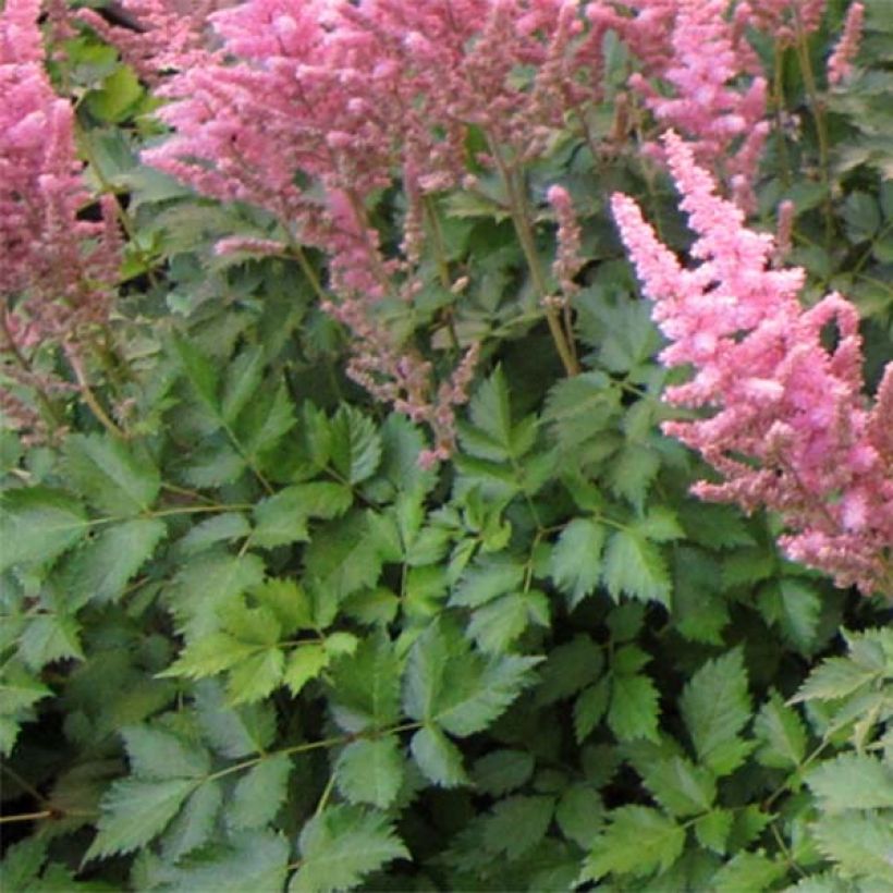 Astilbe chinensis Vision in Pink - Prachtspiere (Foliage)