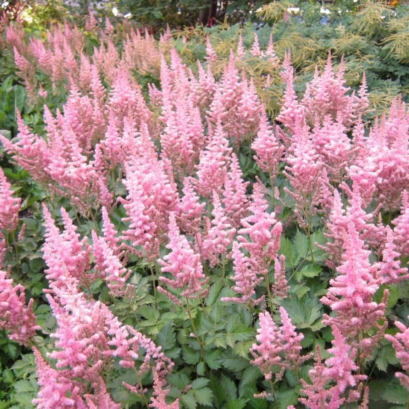 Astilbe chinensis Vision in Pink - Prachtspiere (Flowering)