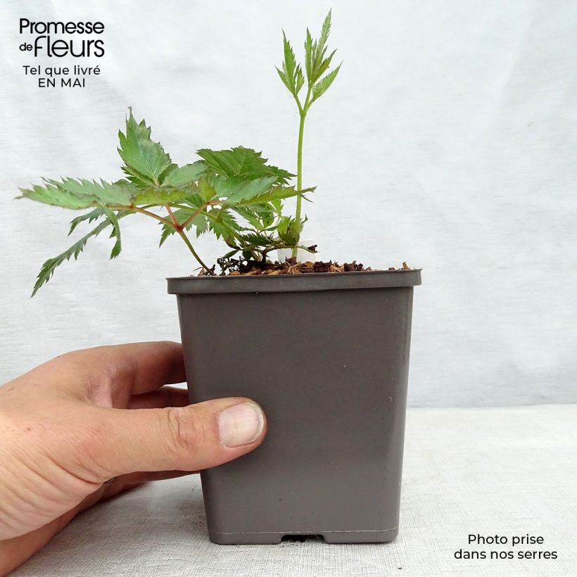 Example of Astilbe chinensis Vision in Pink - Prachtspiere Kleine Töpfe von 8/9 cm as you get in printemps