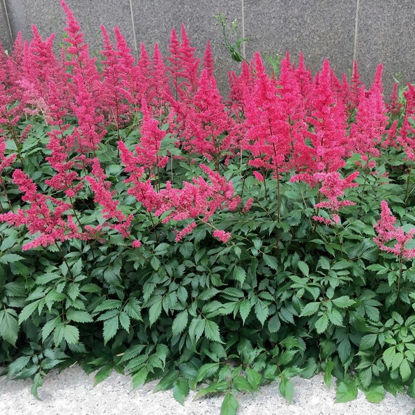 Astilbe chinensis Vision in Red - Prachtspiere (Wuchs)