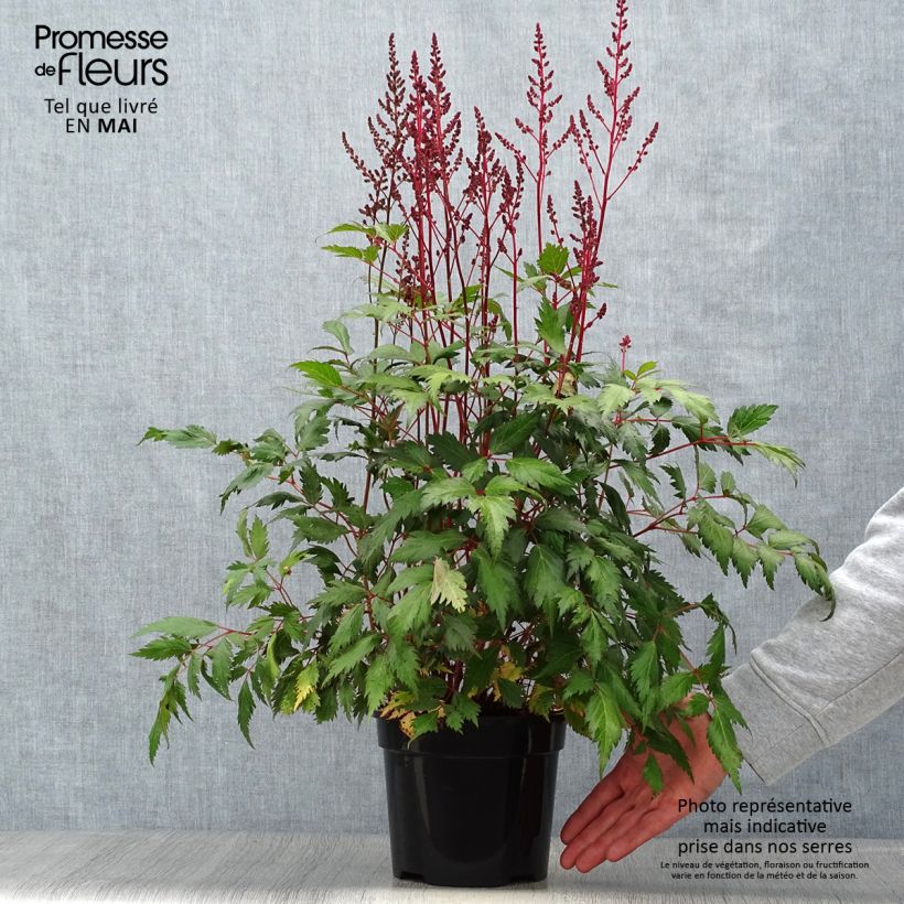 Exemplar von Astilbe chinensis Vision in Red - Prachtspiere Topf mit 2L/3L wie im Frühjahr geliefert