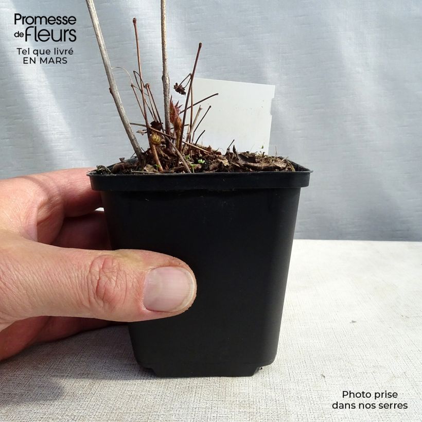 Exemplar von Astilbe japonica Washington - Prachtspiere Kleine Töpfe von 8/9 cm wie im Frühjahr geliefert