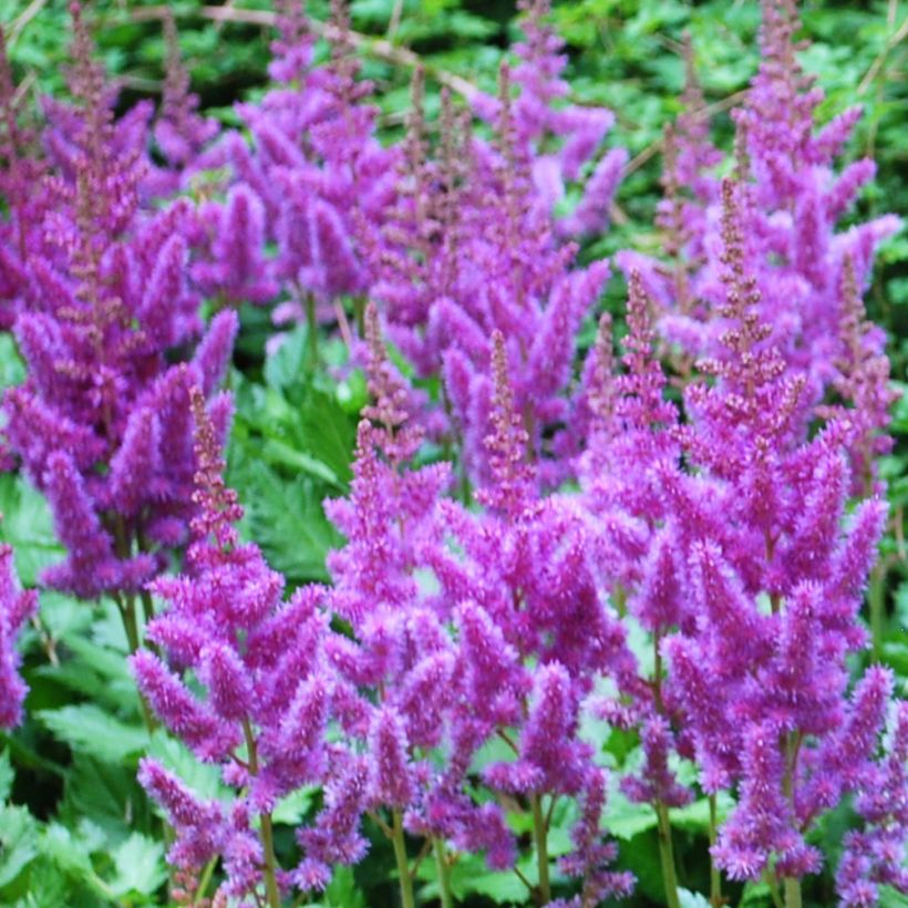 Astilbe arendsii Amethyst - Prachtspiere (Flowering)