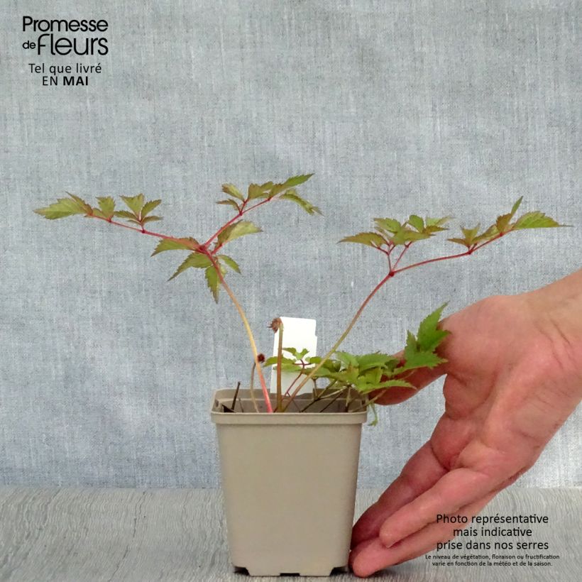 Example of Astilbe arendsii Amethyst - Prachtspiere Kleine Töpfe von 8/9 cm as you get in printemps