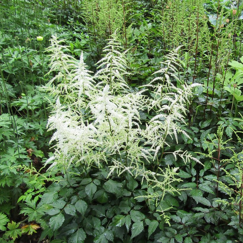 Astilbe arendsii Cappuccino - Prachtspiere (Wuchs)