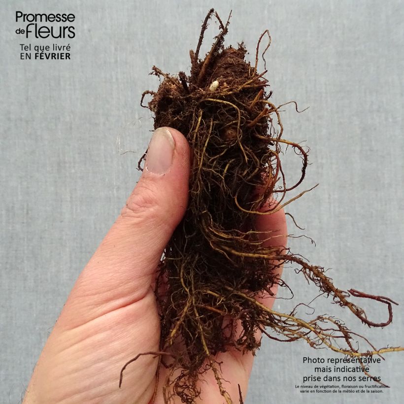 Exemplar von Astilbe arendsii Color Flash Lime - Prachtspiere Wurzelnackt wie im Winter geliefert