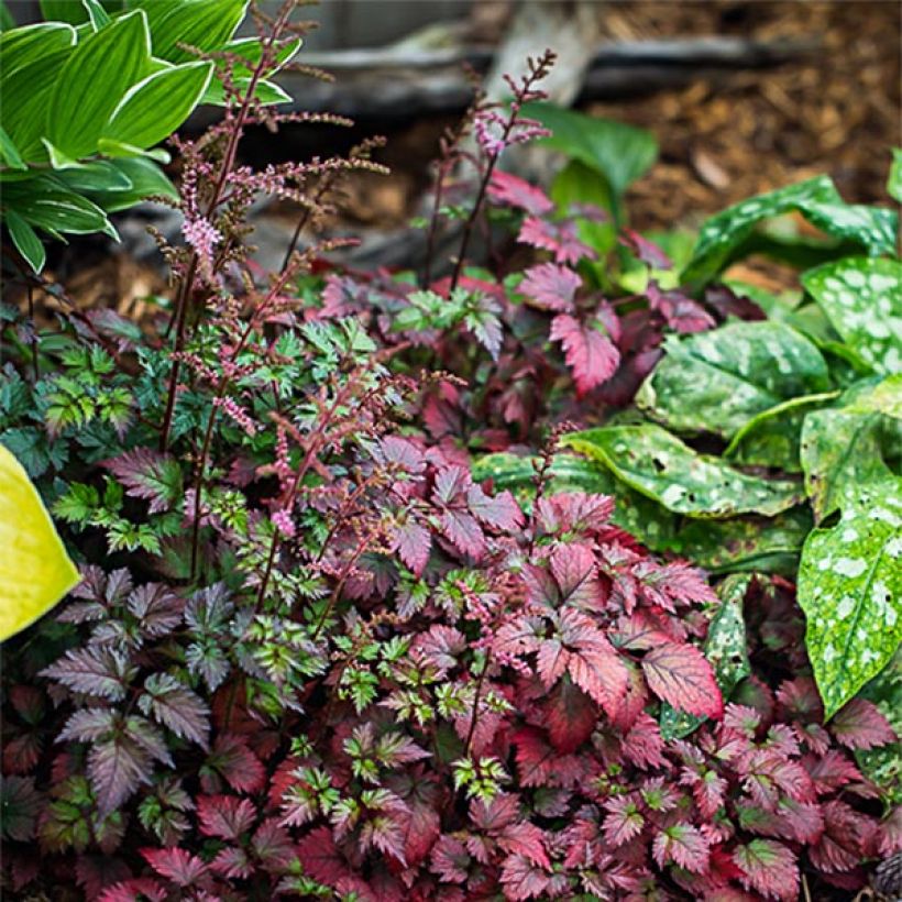 Astilbe arendsii Colour Flash - Prachtspiere (Wuchs)
