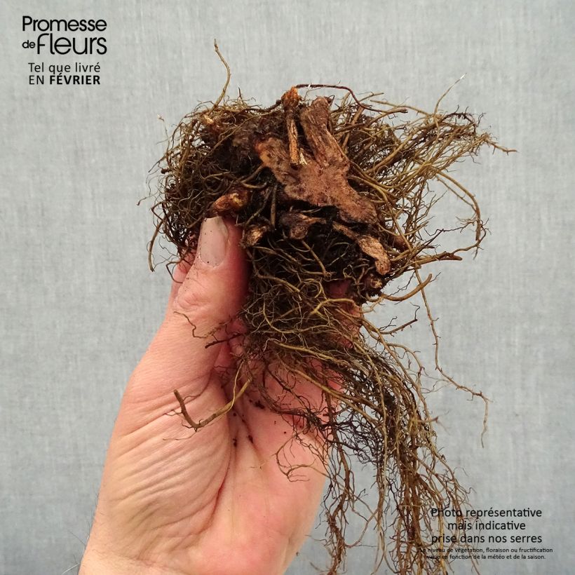 Exemplar von Astilbe arendsii Colour Flash - Prachtspiere Wurzelnackt wie im Winter geliefert