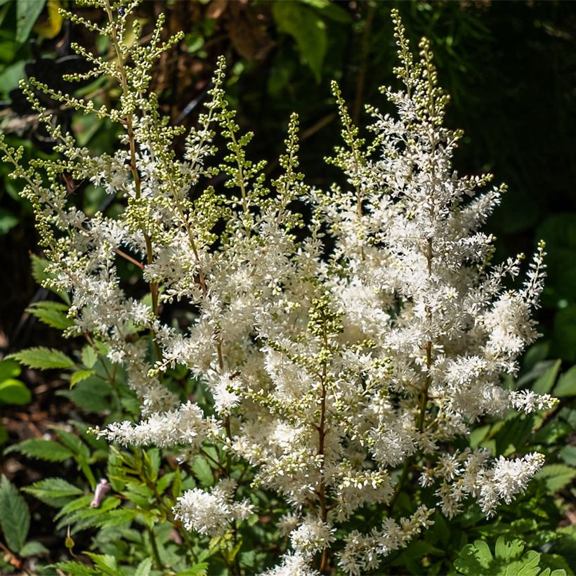 Astilbe arendsii Ellie - Prachtspiere (Flowering)