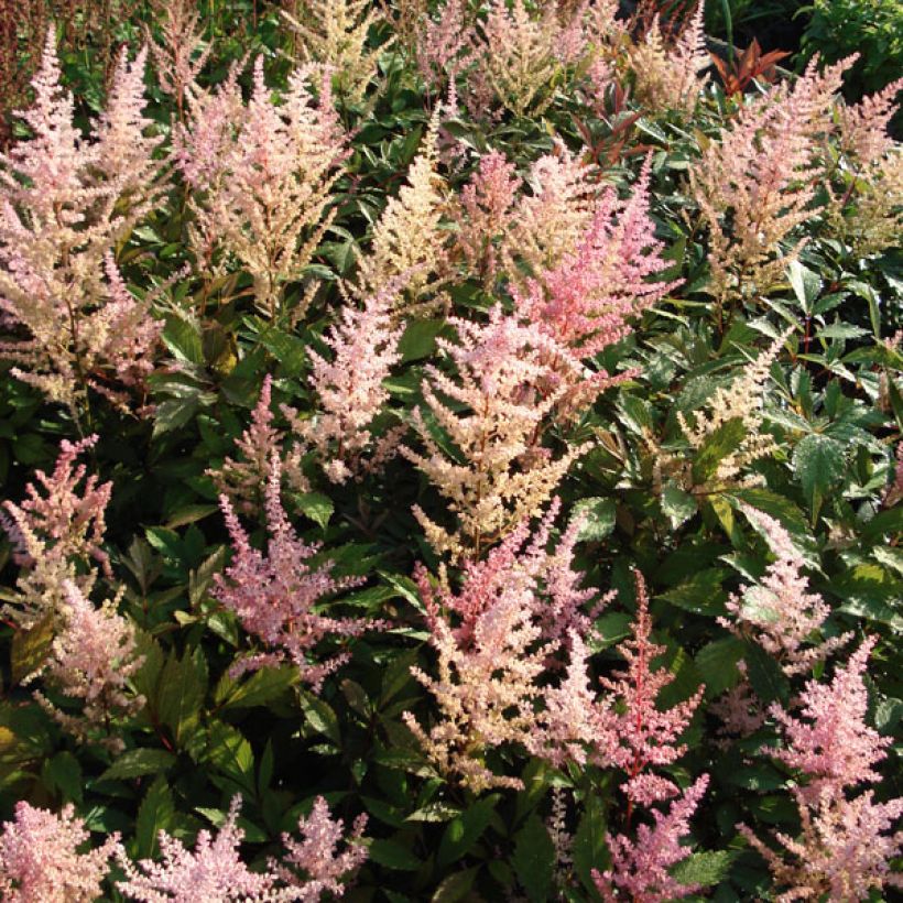 Astilbe arendsii Erika - Prachtspiere (Wuchs)