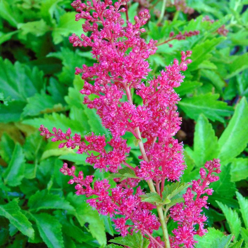 Astilbe arendsii Fanal - Prachtspiere (Flowering)