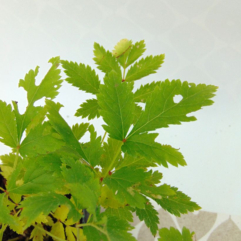 Astilbe arendsii Hyazinth - Prachtspiere (Foliage)