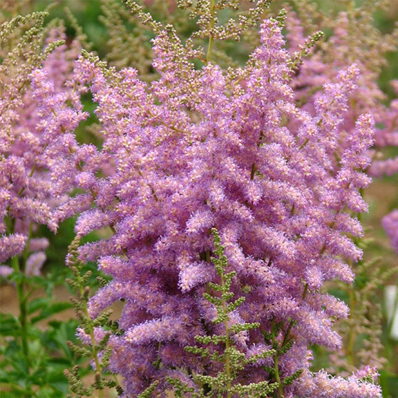 Astilbe arendsii Hyazinth - Prachtspiere (Flowering)