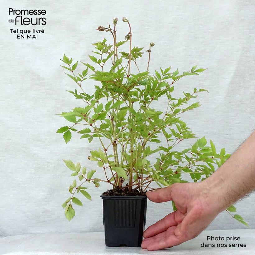 Example of Astilbe arendsii Hyazinth - Prachtspiere Kleine Töpfe von 8/9 cm as you get in printemps