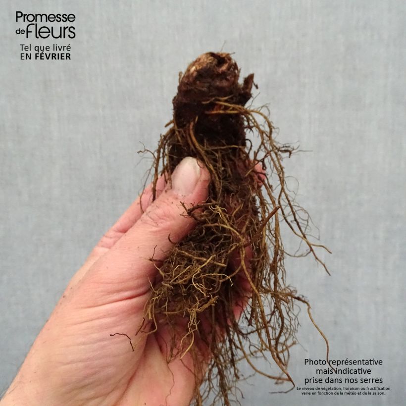 Exemplar von Astilbe arendsii Moccachino - Prachtspiere Wurzelnackt wie im Winter geliefert