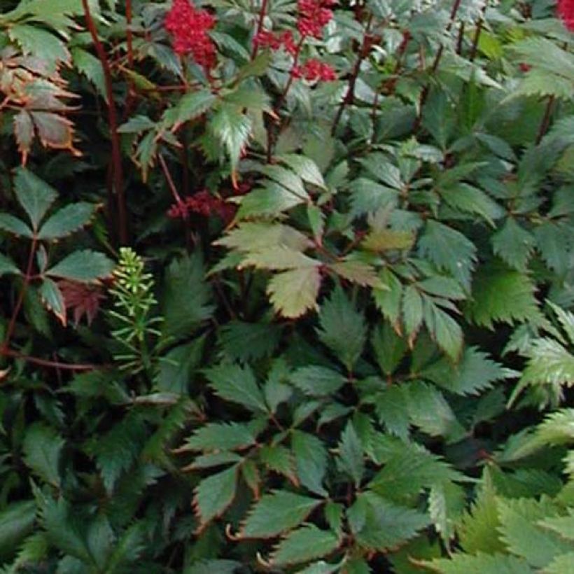 Astilbe arendsii Fanal - Prachtspiere (Foliage)