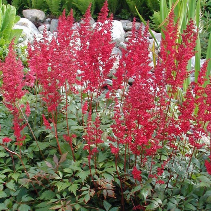 Astilbe arendsii Fanal - Prachtspiere (Plant habit)