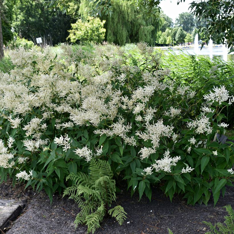 Astilbe japonica Deutschland - Prachtspiere (Wuchs)