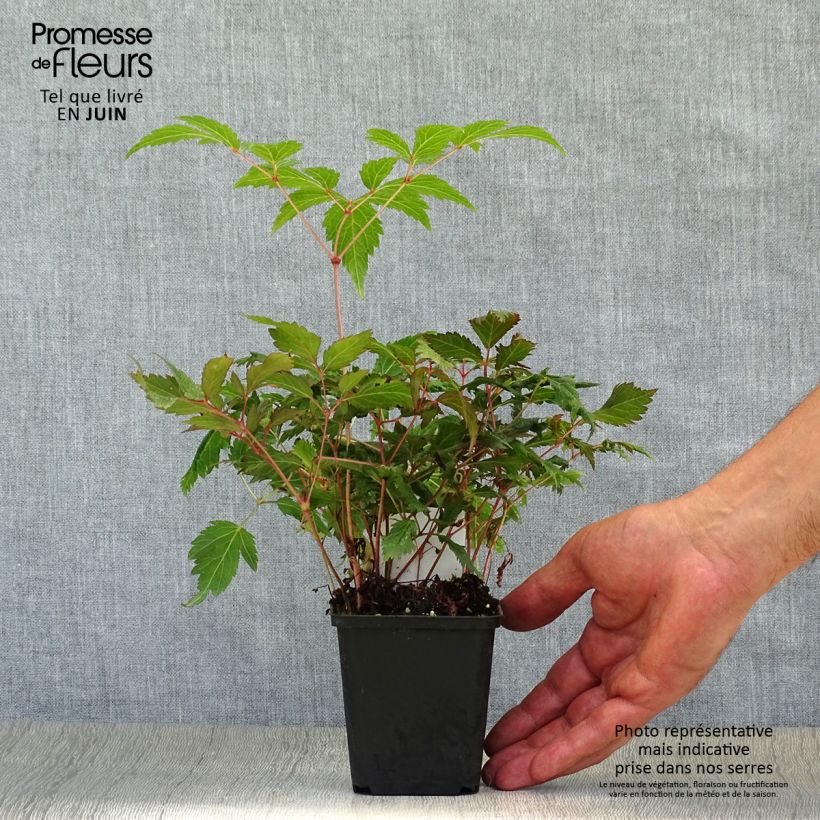 Exemplar von Astilbe japonica Montgomery - Prachtspiere Kleine Töpfe von 8/9 cm wie im Sommer geliefert
