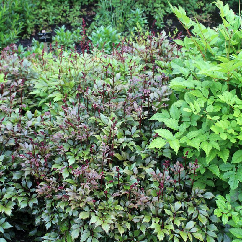 Astilbe japonica Montgomery - Prachtspiere (Wuchs)